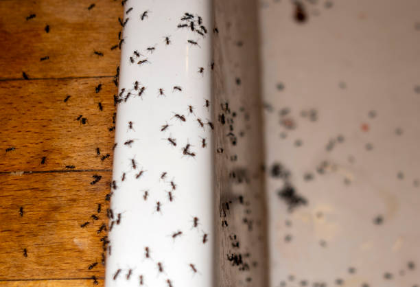 Best Pest Removal Services  in Lawrenceburg, IN